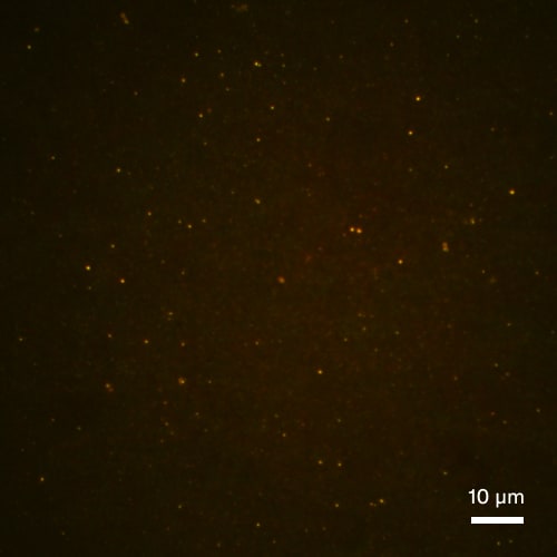 Supernatant after centrifugation at 100,000 g